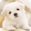 Puppy Live Wallpaper / Puppy Live Wallpaper