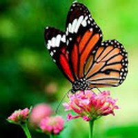 Mariposas Live Wallpaper / Butterflies Live Wallpaper