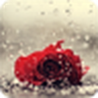 Rosa bajo la lluvia / Rose in the rain