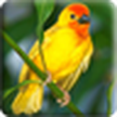 Pájaros 3D Live Wallpaper / 3D Birds LWP