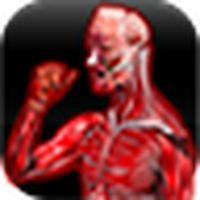 Anatomía Del Músculo / Anatomy Muscles