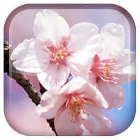 Flores de Sakura LWP