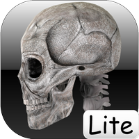 Huesos humanos Lite / Human bones lite