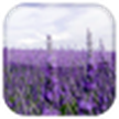 Lavender Live Wallpaper / Lavender LWP