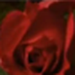 Fondo de pantalla Live Rose florece / wallpaper live rose bud