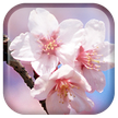 Flores de Sakura LWP