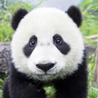 Panda Galería HD