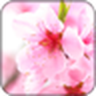 Sakura fondos de pantalla / Sakura Live Wallpaper