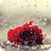 Rosa bajo la lluvia / Rose in the rain