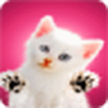Gatito lamiendo tu pantalla / Cute kitty licks screen