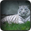 Tigre blanco Wallpaper
